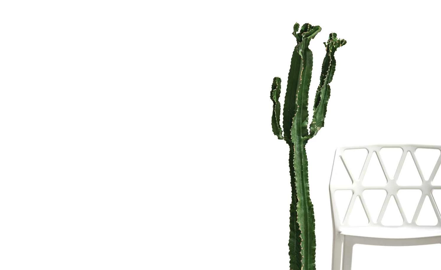 Connubia Stuhl stapelbar Alchemia Connubia Stuhl stapelbar Alchemia | Schneeweiß -Stühle Verkäufe 2022 15304856 5 202112132232