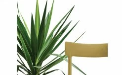 Connubia Stuhl stapelbar Argo | Senfgelb -Stühle Verkäufe 2022 15304866 2 202111121257